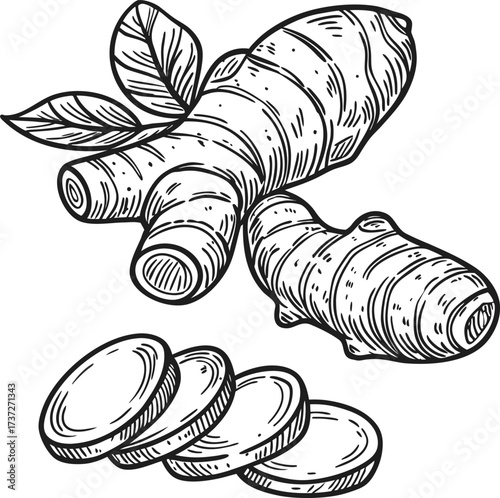 Ginger root and slices isolated on white background, a culinary spice illustration for cooking, health, and wellness