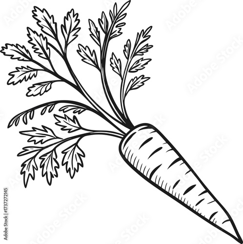 Illustration of a fresh carrot isolated on white background, a healthy and nutritious vegetable for a balanced diet and lifestyle
