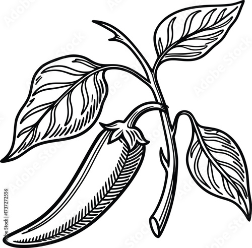 Hand drawn chili pepper isolated on white background, a spicy and flavorful ingredient, perfect for adding heat to culinary creations