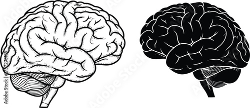 Human Brain Anatomy Two Styles, White Sketch and Black Silhouette