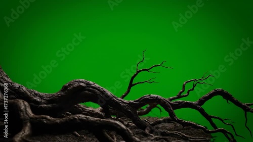 Ominous, twisting tree roots slowly growing and spreading across the ground, isolated on green screen nature, plant, twisting roots
