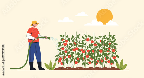 A farmer is watering tomato plants growing in a garden under the sun.