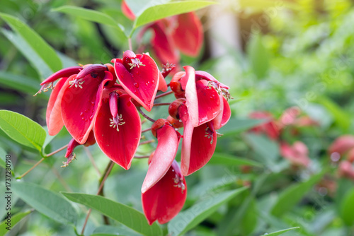 Red flower of Erythrina crista-galli, Indian Coral, Variegated coral tree or Variegated Tiger’s Claw bloom with drops in the garden.