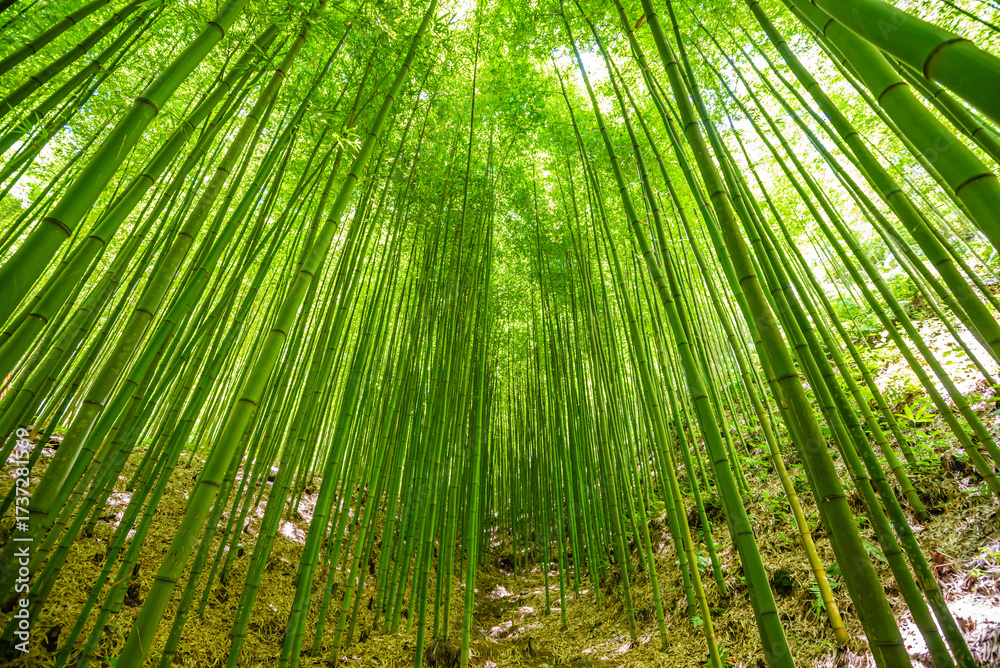 Obraz premium Bamboo forest Beautiful green natural background.