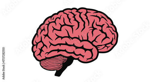 An illustration of a human brain showing its complex outer structure
