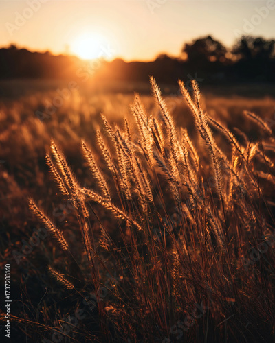 Sunlit Golden Grass Field at Sunrise – Warm Rustic Meadow Landscape Photography for Nature-Inspired Wall Art and Calming Home Decor
