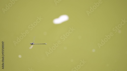 a dragonfly or damselfly hovers above a lake's murky surface