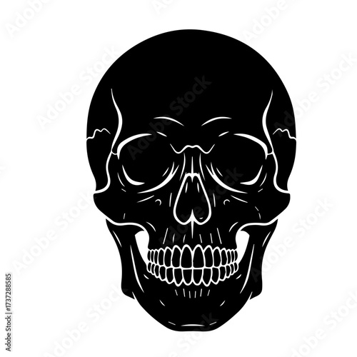 Human Skull Front View Drawing