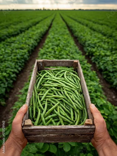 Harvest Bounty: A farmer proudly holds a wooden crate overflowing with freshly picked green beans.
