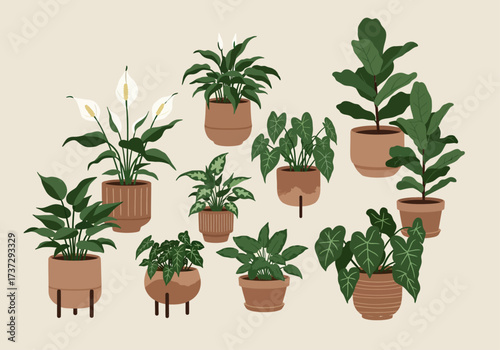 Indoor House Plants 'Urban Jungle' Collection