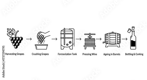 A step-by-step infographic illustrating the winemaking process from grape harvesting to bottling.
