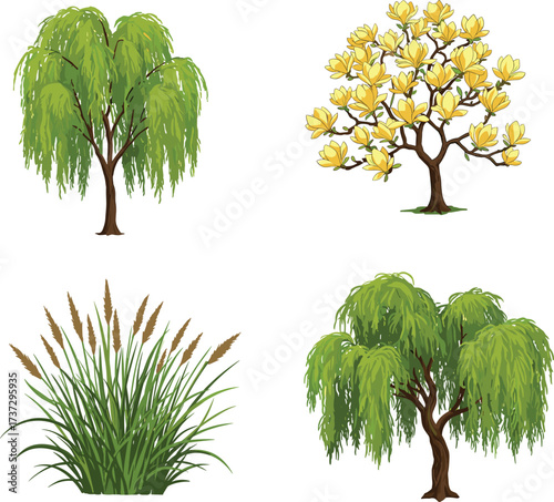 Willow tree with drooping branches, yellow flowering tree, tall ornamental grass with seed heads, lush green foliage botanical vegetation illustration design