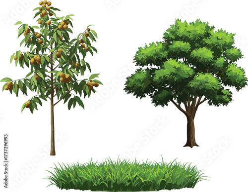Fruit tree with orange persimmon fruits, broad green deciduous tree, lush grass patch, natural vegetation landscape, botanical agriculture illustration design