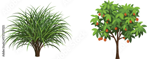 Green leafy shrub plant, sugarcane or lemongrass bush, fruit tree with orange persimmon fruits, natural vegetation agriculture farming illustration