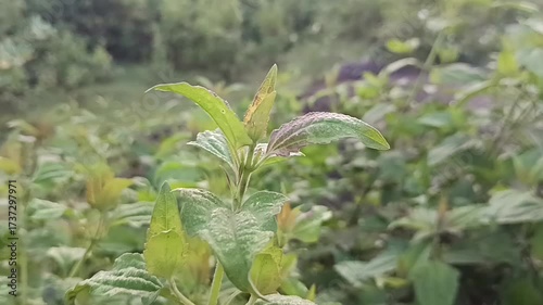 The plant shown in the image appears to be Chromolaena odorata, also known as Siam weed, Christmas weed, bitter bush, or Jack in the Bush. 