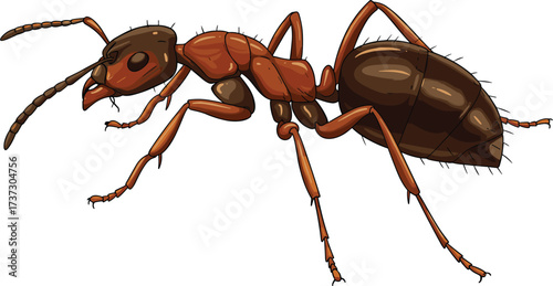 Realistic ant vector illustration, detailed insect anatomy, segmented body design, educational biology image, entomology reference, scientific animal drawing