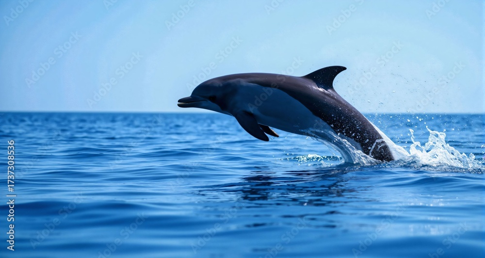 Fototapeta premium Dolphin jumping in the ocean 14