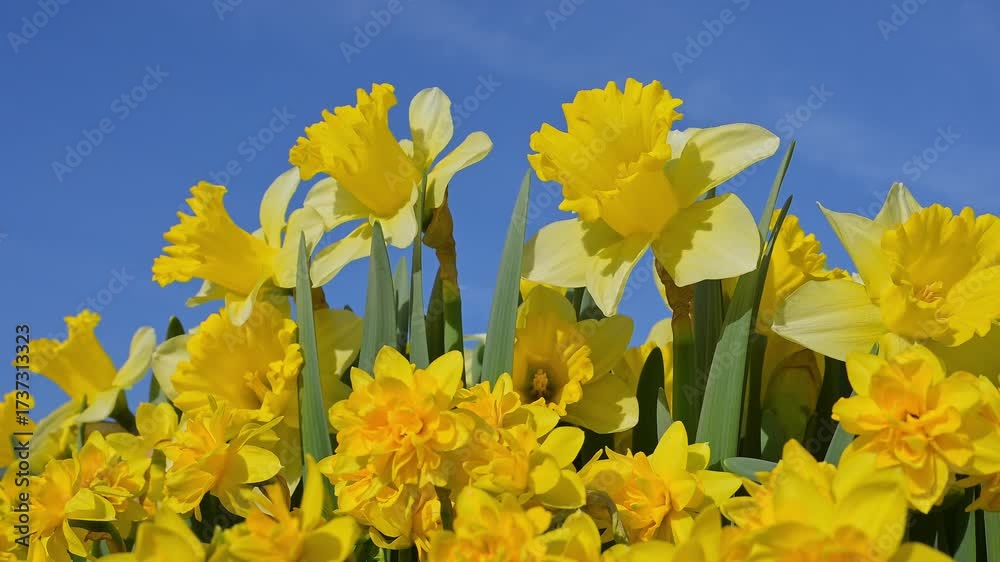 Narzissen (Narcissus), voller, Blüte, Frühling, blauer, Himmel, Südholland, Niederlande, Europa