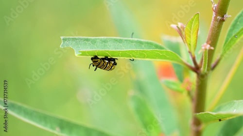 close up of monarch caterpillar jerking and twitching on leaf of tropical milkweed