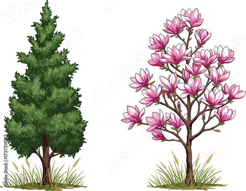 Two contrasting trees on grassy ground evergreen conifer with dense green needles beside flowering tree with vibrant pink blossoms, botanical diversity.
