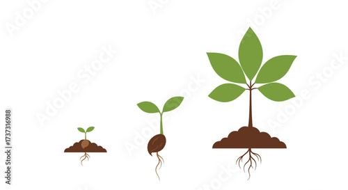 Illustrating the stages of plant growth from a seed to a mature seedling.