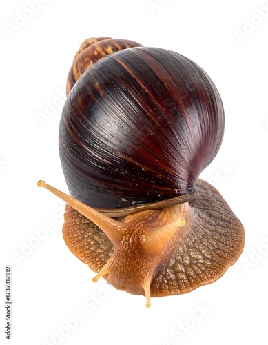 A giant land snail with a shiny brown shell