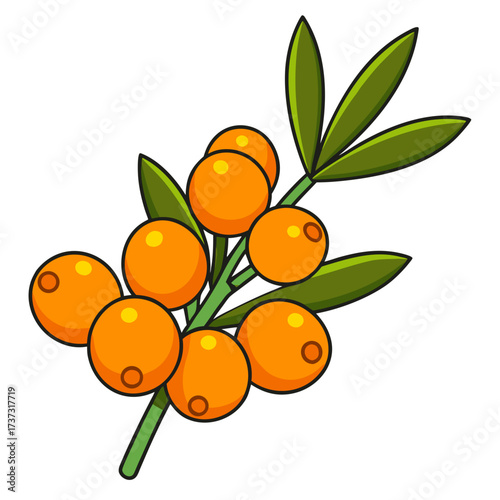 Vibrant sea buckthorn branch with bright orange berries, perfect for healthy food concepts, natural medicine, and vitamin-rich ingredients in dietary supplements