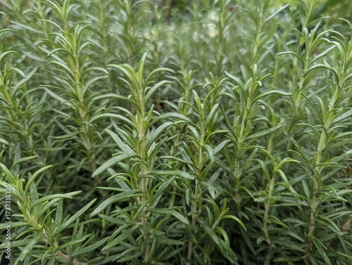 Close up on rosemary (Salvia rosmarinus), an edible herb
