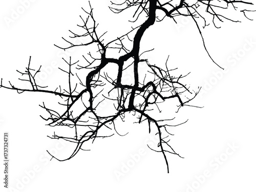 Silhouette of bare branche of tree isolated on white. Black and white vector illustration
