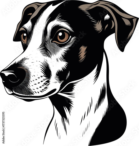 Cute isolated portrait of a purebred black and white spotted Dalmatian dog head
