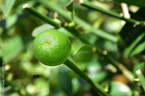 Wallpaper Mural ユズの実 Torontodigital.ca