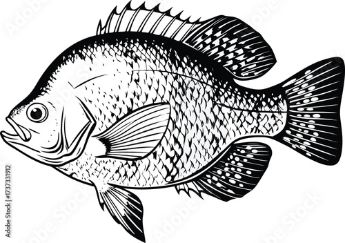 Crappie: A detailed illustration of a crappie, a freshwater fish known for its distinctive appearance and popularity among anglers.