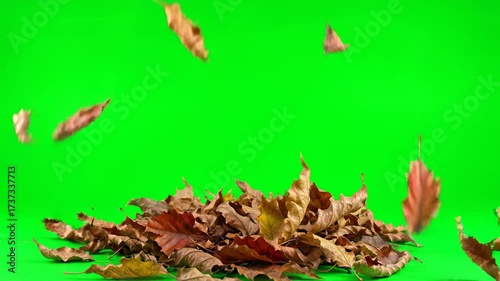 Dead, dry leaves swirling and rustling mysteriously in an updraft, isolated on green screen updraft, abstract, rustling