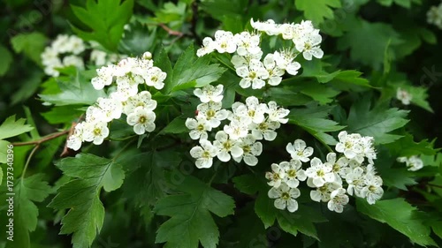 Blooming bush of hawthorn in the spring