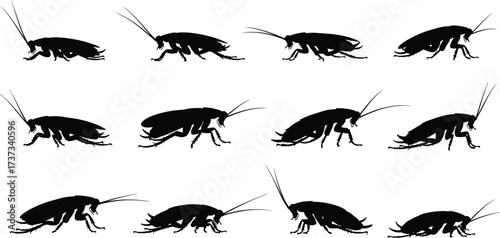 Silhouette, cockroach, insect, pest, bug, anatomy, posture, crawl, legs, antennae, vector, icon, black, minimal, motion, orientation, entomology, species, biology, illustration