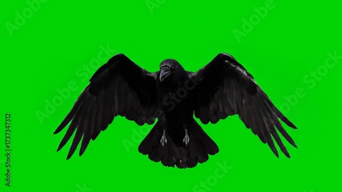 A black raven flying slowly and cawing, isolated on a solid green screen wise, symbolic, spooky