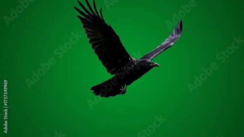 A large raven soaring slowly with outstretched wings, isolated on solid green background dark fantasy, ominous, night