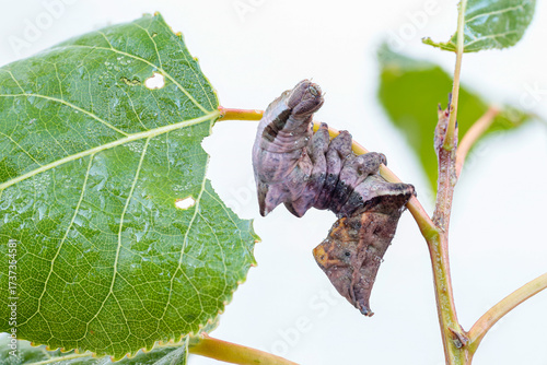 Caterpillar of the Notodonta torva moth, attached to a poplar leaf. Populus.