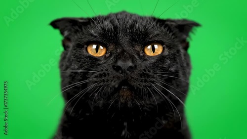 A playful black cat hissing gently with an expressive face on a green screen cat, black cat, expressive face