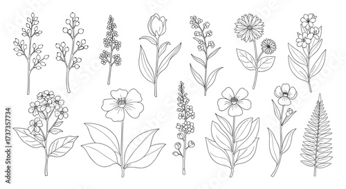 Collection of delicate botanical line art illustrations of various flowers and leaves.