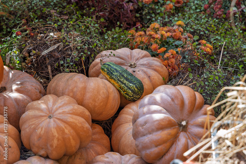 Photography Heirloom pumpkins and a green striped gourd among foliage and flowers at the gol