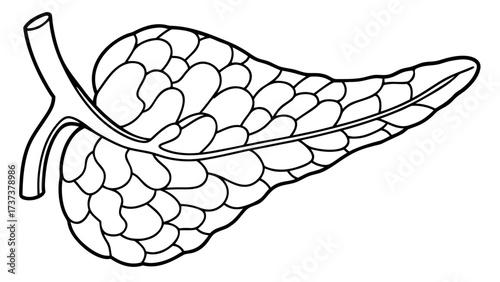 Vector illustration of human pancreas, isolated on white background, minimal medical sketch style, educational anatomy concept