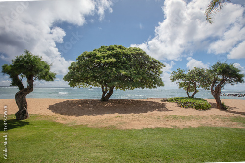 tree on the beach