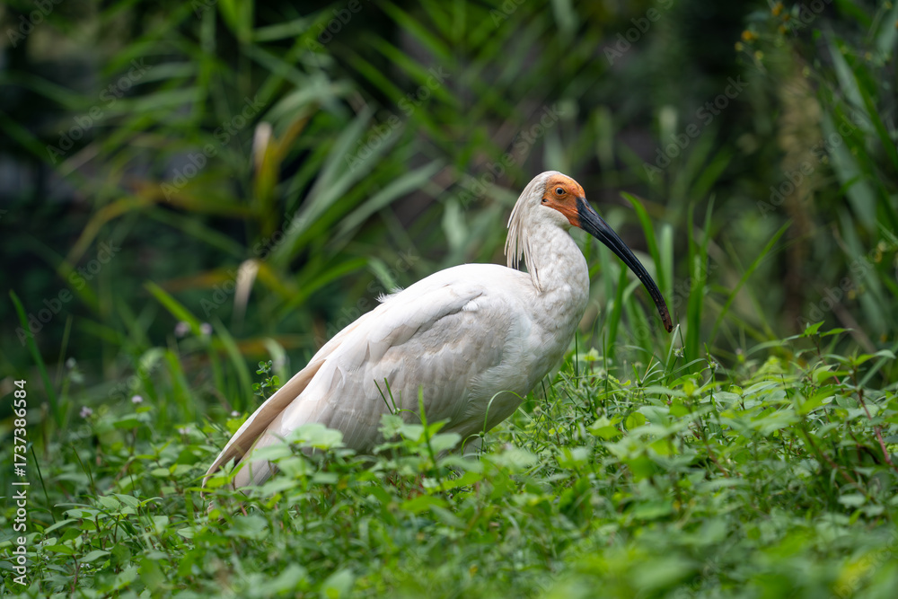 Fototapeta premium Toki (Japanese crested ibis)