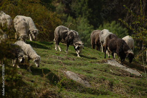 Flock of sheep grazing on hillside pasture
