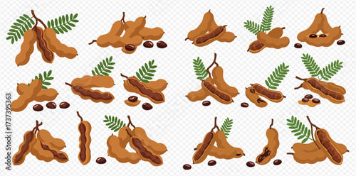 A collection of vector illustrations featuring tamarind fruit, including whole pods, open pods, seeds, and leaves on a transparent background.