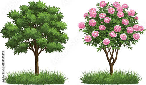 Illustration of green leafy tree and pink flowering tree on grassy ground, nature contrast between foliage and blossoms in vector art