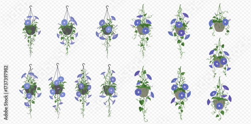 Set of hanging baskets with blue morning glory flowers and trailing green vines on a transparent background.