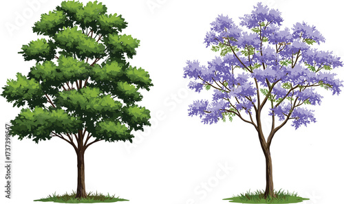 Vector illustration of two contrasting trees with lush green foliage and purple blossoms, isolated on white background for nature design