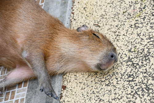 リラックスして転がるカピバラ　A capybara rolling over peacefully